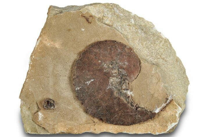 Jurassic Ammonite in Rock - Morocco #292769